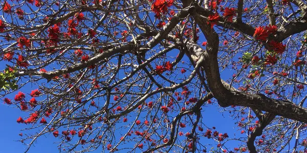 Schöne Rote Korallenblüten Unter Blauem Frühlingshimmel — Stockfoto