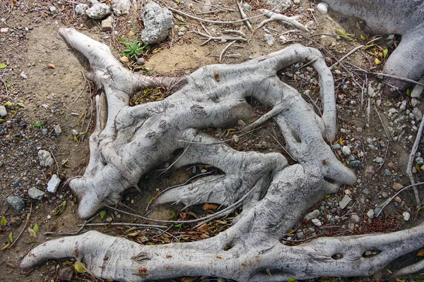 Wide Strong Roots System Ficus Benjamin Street Tree City California — Foto Stock