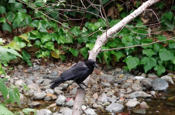 Big Black Crow Sitting Branch Creek — Foto Stock