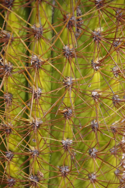 Volledig Frame Close Gedeeltelijke Weergave Van Een Hoge Stekelige Cactus — Stockfoto