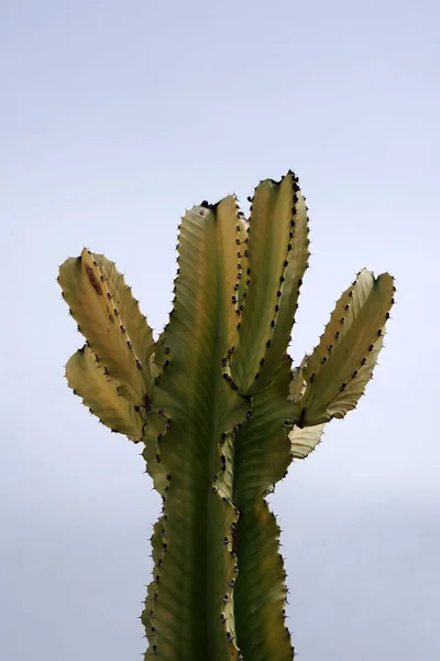 Top Tall Candelabra Cactus Euphorbia Lactea Succulent Plant — Fotografia de Stock