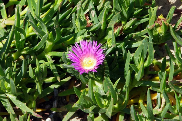 Ice Plant Delosperma Succulent Plants Ground Cover Purple Flowers Beach — Stockfoto
