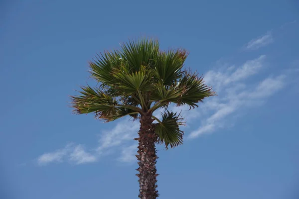 Alto California Abanico Palmeras Bajo Cielo Azul Con Algunas Nubes — Foto de Stock