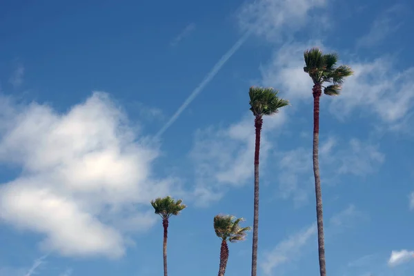 Tall California Fan Palms Blue Sky Some White Clouds — Stockfoto