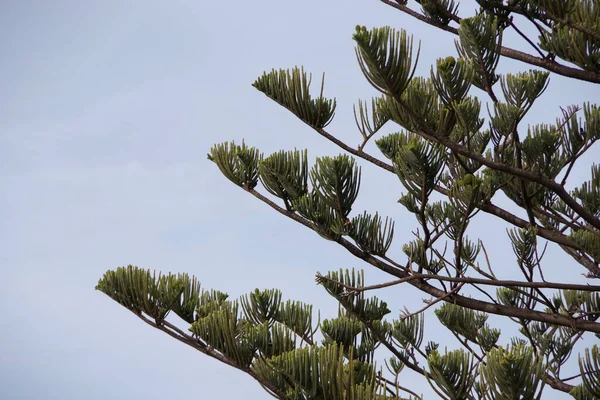 アラウカリアの枝空に見えるノーフォーク島の松の木 — ストック写真