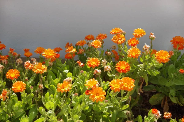 Flowering Calendula Officinalis Marigold Sunlight Front White Building Wall — 스톡 사진