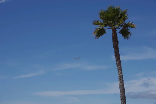 Young Seagull Flying High Tall California Fan Palm Tree — Foto Stock