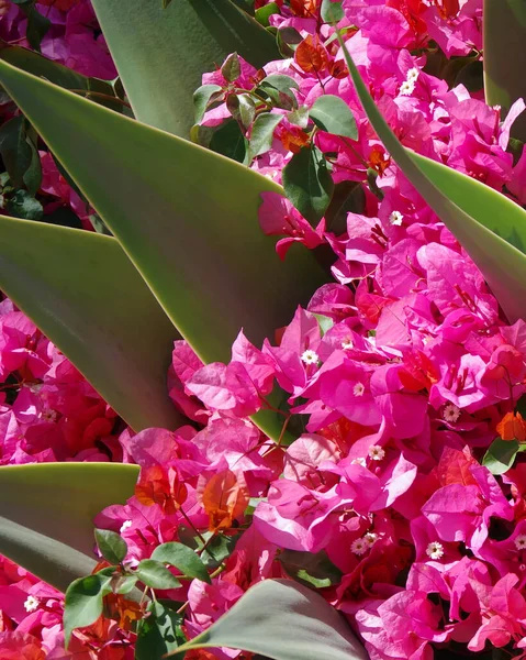 Kwitnące Bugenwille Rosnące Nad Roślinami Agawy — Zdjęcie stockowe