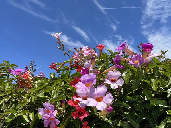 Pink purple and red trumpet vine blossoms under vivid blue sky