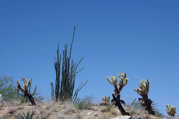 Paisagem Deserta Montanha Com Cactos Outras Plantas Céu Azul — Fotografia de Stock