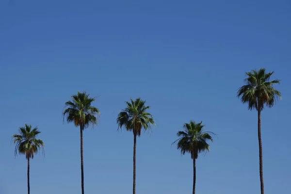 Tall California Fan Palms Bight Blue Sky — Stock Photo, Image