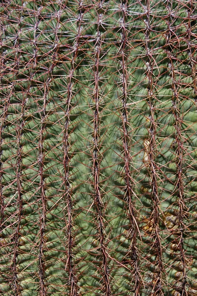 Úplný Snímek Zblízka Částečný Pohled Špičatý Povrch Pouště Kaktus — Stock fotografie