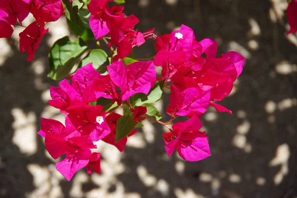 Close Widok Kwitnącej Czerwonej Bougainvillea — Zdjęcie stockowe