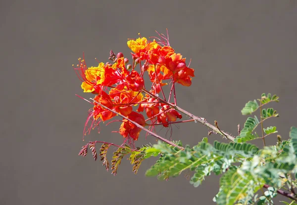 Blossom Caesalpinia Pulcherrima Κόκκινο Πουλί Του Παραδείσου Υπερηφάνεια Του Μπαρμπάντος — Φωτογραφία Αρχείου