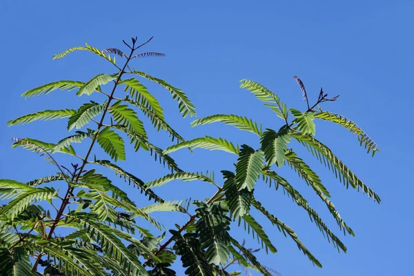 Caesalpinia Pulcherrima Pássaro Vermelho Paraíso Orgulho Árvore Barbados Céu Azul — Fotografia de Stock