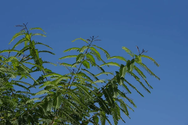 Caesalpinia Pulcherrima Rajský Pták Pýcha Stromu Barbados Modrá Obloha — Stock fotografie