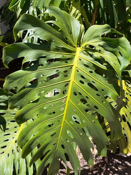 Giant leaf of a Monstera deliciosa Swiss cheese plant