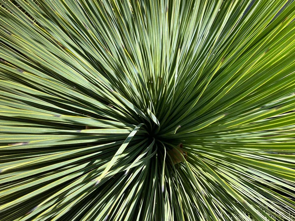 Ostre Kolczaste Yucca Roślina Widziana Bezpośrednio Nad — Zdjęcie stockowe