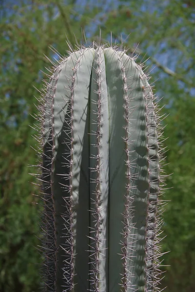 Közelkép Tetején Egy Éles Tüskés Saguaro Kaktusz — Stock Fotó