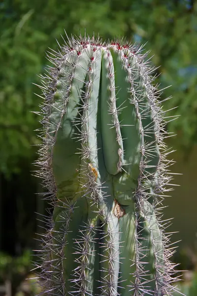 Közelkép Tetején Egy Éles Tüskés Magas Kaktuszról — Stock Fotó