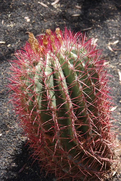 Ferocactus Latispinus Grande Cacto Com Longos Pontos Vermelhos Roxos Afiados — Fotografia de Stock