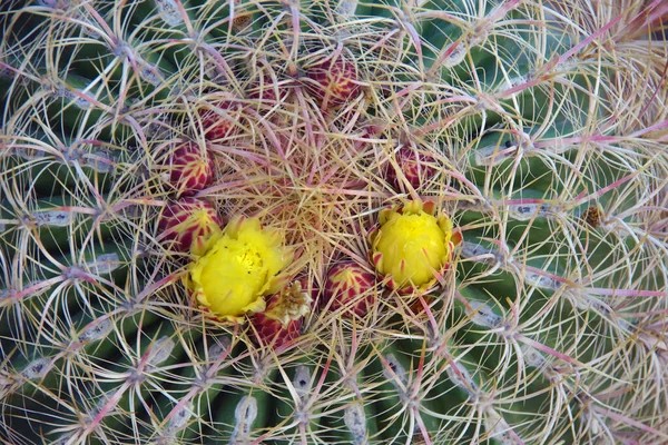 Gula Blommor Som Öppnar Sig Ovanpå Stor Rund Kaktus — Stockfoto