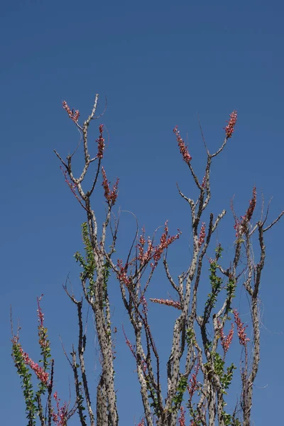 Fouquieria Splendens Ocotillo Cactus Shrub California Desert — Stock Photo, Image