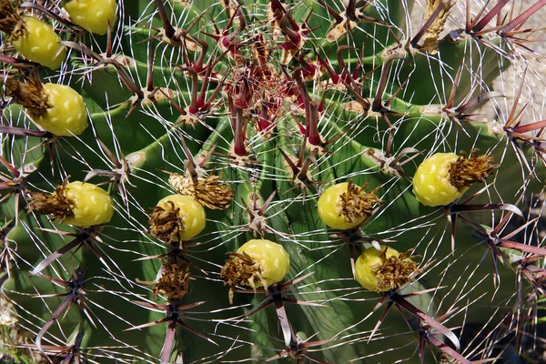 Gula Frukter Som Växer Ovanpå Stor Rund Kaktus — Stockfoto
