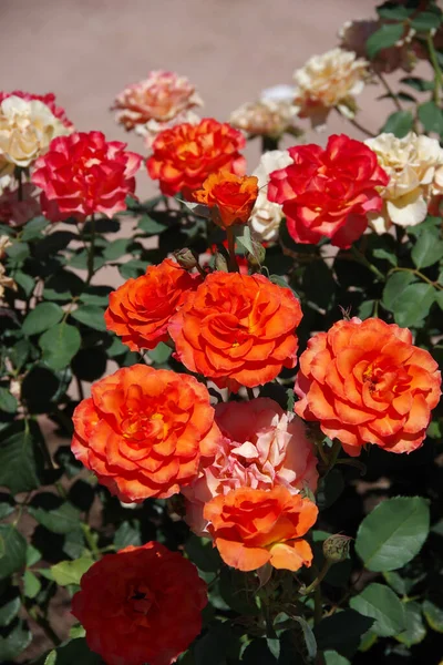 Vista Vicino Cespuglio Rose Rosse Rosa Bianche — Foto Stock