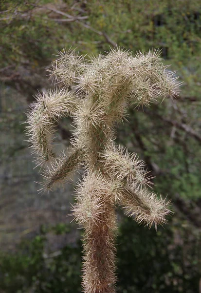 Vista Cerca Cactus Cólla Oso Peluche Cylindropuntia Bigelovii — Foto de Stock