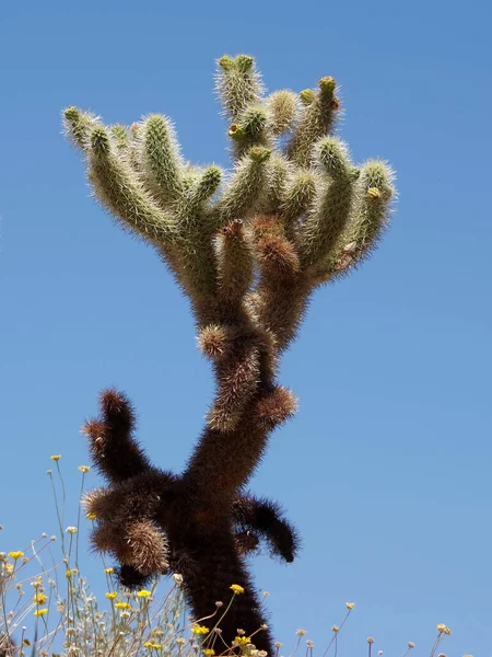 Vista Cerca Cactus Cólla Oso Peluche Cylindropuntia Bigelovii —  Fotos de Stock