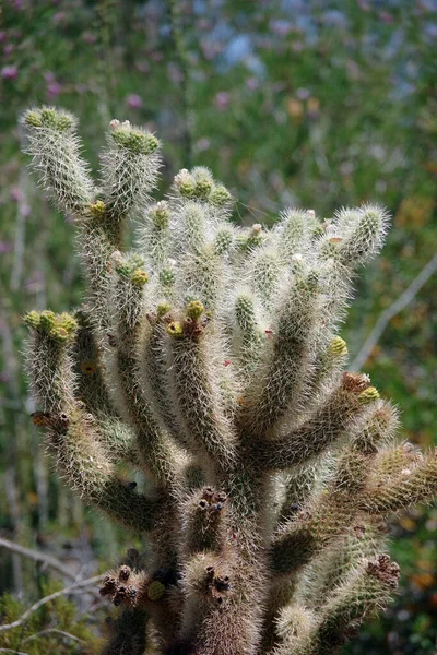 Közelkép Egy Cylindropuntia Bigelovii Teddy Maci Cholla Kaktusz — Stock Fotó