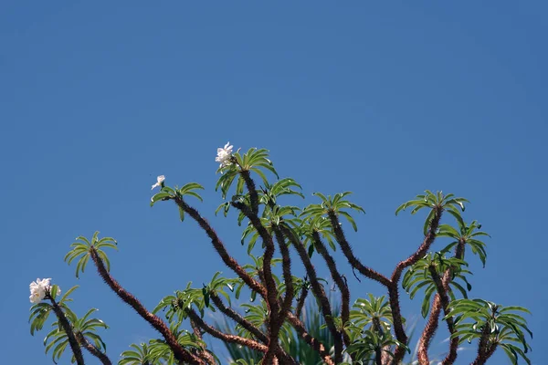 Мадагаскарская Пальма Голубым Небом — стоковое фото