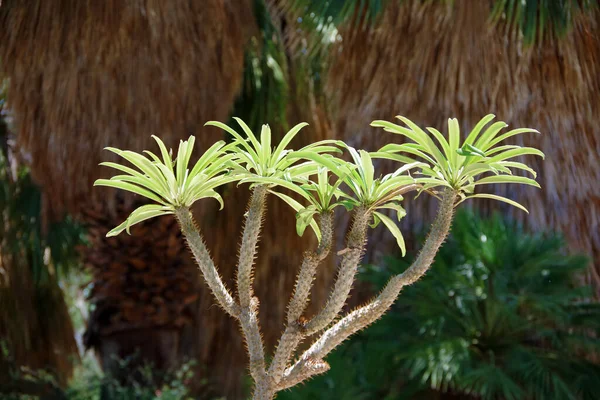 Мадагаскарская Пальма Pachypodium Lamerei Дерево Ярком Солнечном Свете — стоковое фото