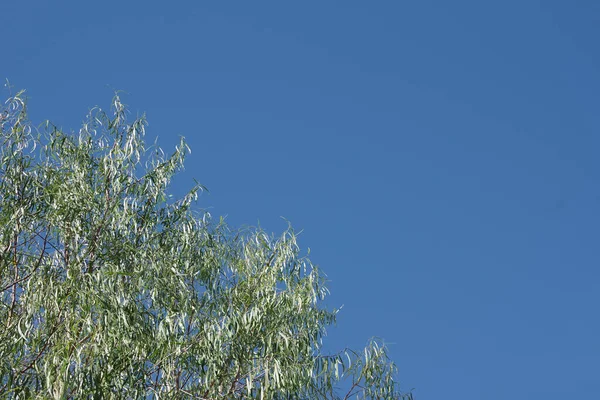 Laurel Tree Bright Blue Sky — Stock Photo, Image
