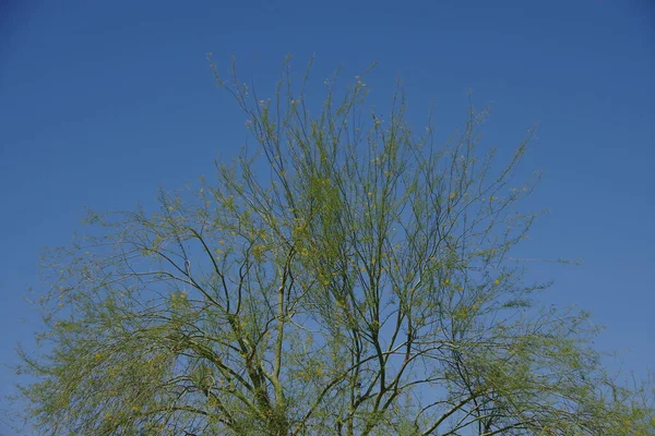 Yellow Blooming Palo Verde Desert Museum Tree Blue Sky — Stock Photo, Image
