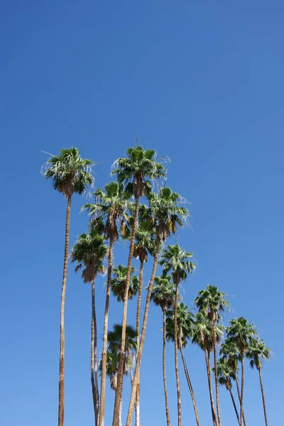 Tall California Fan Palms Blue Sky — Stock Photo, Image