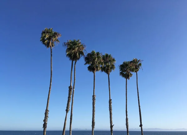 Καλιφόρνια Φοίνικες Ανεμιστήρα Στην Παραλία Της Σάντα Μπάρμπαρα — Φωτογραφία Αρχείου