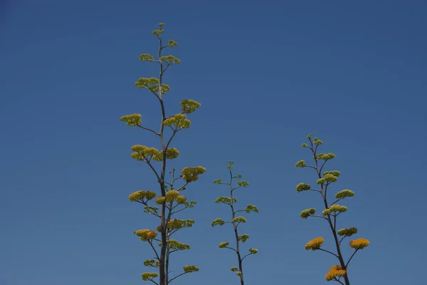 Very Tall Agave Flower Stems Blue Sky — Stock Photo, Image