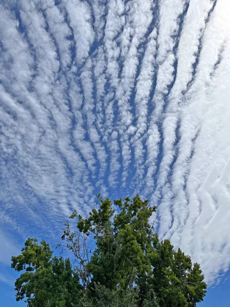 Striped Cloudscape Tree Monsoon Weather Coming — Stockfoto