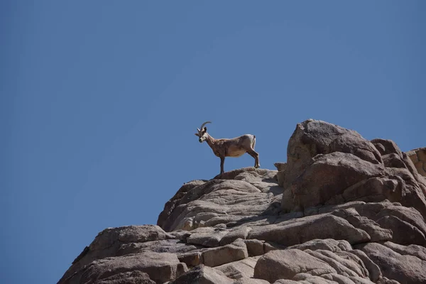 Έρημος Bighorn Πρόβατα Ovis Canadensis Nelson Μια Κορυφή Του Βουνού — Φωτογραφία Αρχείου