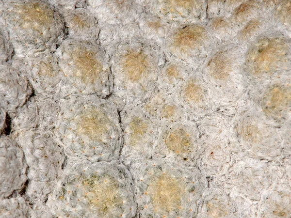 上から見たカクティ マミラリア セニリスの高密度群 — ストック写真