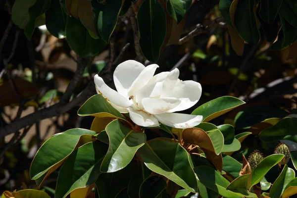 White blossom of a southern magnolia grandiflora tulip tree with a foraging bee