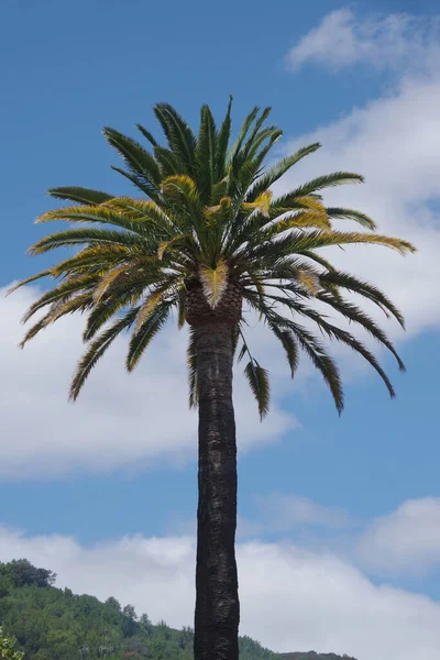 Palma Contro Cielo Blu Con Nuvole Bianche — Foto Stock