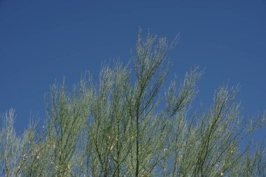 Palo verde desert museum tree under blue sky clipart