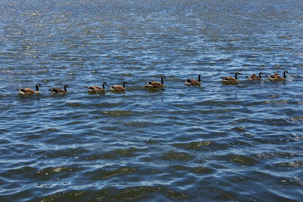 Uno Stormo Oche Canadesi Che Nuotano Fila Lago — Foto Stock