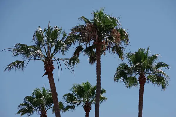 Kaliforniya Taraftar Palmiyeleri Mavi Gökyüzünün Altında — Stok fotoğraf