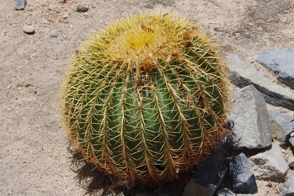 Close View Golden Barrel Cactus Desert — Stock Fotó