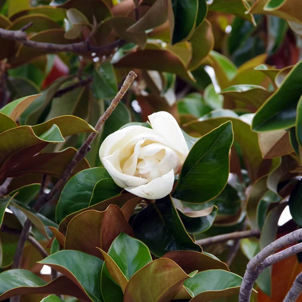 White blossom of a southern magnolia grandiflora tulip tree