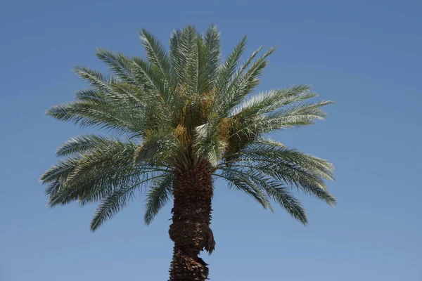 Top Palm Tree Blue Sky — Stockfoto